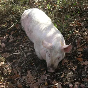  Alloggio per agriturismo La Fornace